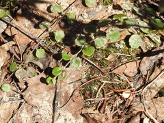 Linnaea borealis longiflora