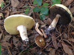 Boletus atkinsonii