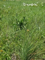 Echinacea angustifolia