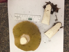 Boletus atkinsonii