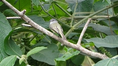 Myiopagis viridicata