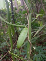 Vanilla planifolia