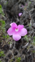 Linanthus californicus