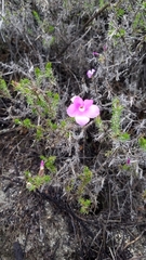 Linanthus californicus