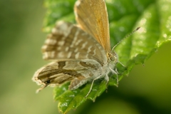 Cacyreus marshalli