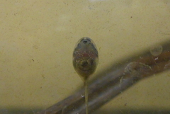 Lithobates palustris