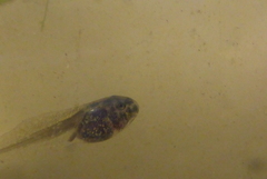 Lithobates palustris