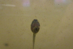 Lithobates palustris