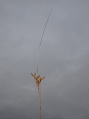 Juncus greenei