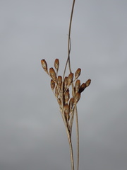 Juncus greenei
