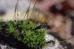 Tortella humilis