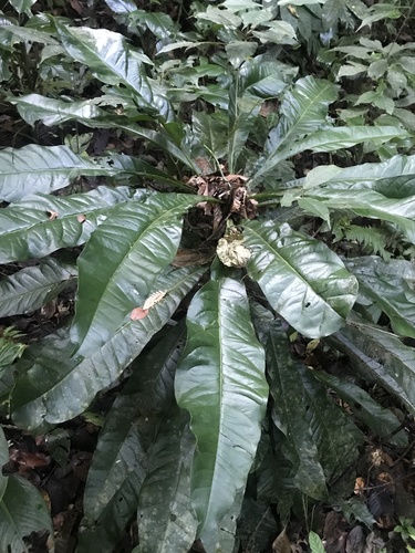 Foto de Língua-de-tucano