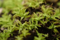 Tortella humilis