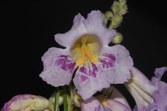 Chilopsis linearis linearis