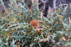 Banksia armata