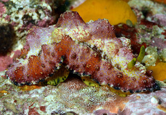 Phyllidiopsis cardinalis