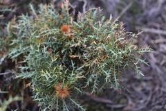 Banksia armata