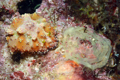 Phyllidiopsis cardinalis