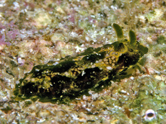 Phyllidiopsis cardinalis