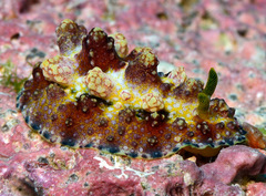 Phyllidiopsis cardinalis