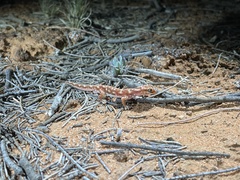 Rhynchoedura ormsbyi