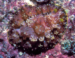 Phyllidiopsis cardinalis