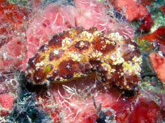 Phyllidiopsis cardinalis