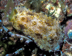 Phyllidiopsis cardinalis