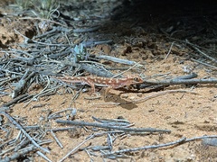 Rhynchoedura ormsbyi