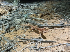 Rhynchoedura ormsbyi