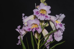 Chilopsis linearis linearis