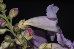 Chilopsis linearis linearis