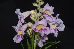 Chilopsis linearis linearis