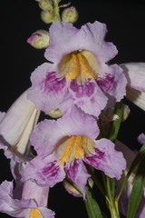 Chilopsis linearis linearis