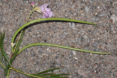 Chilopsis linearis linearis