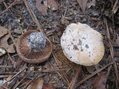 Cortinarius albidus