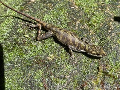 Anolis humilis