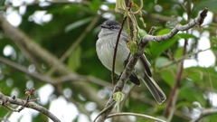 Mecocerculus leucophrys