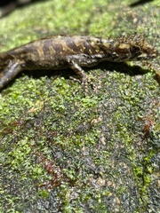 Anolis humilis