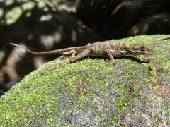 Anolis humilis