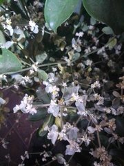 Alternanthera halimifolia