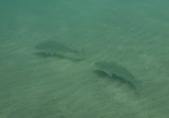 Menticirrhus undulatus