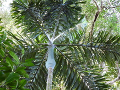 Socratea exorrhiza