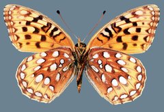 Speyeria egleis utahensis
