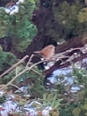 Melospiza melodia morphna