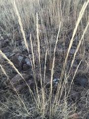 Muhlenbergia emersleyi