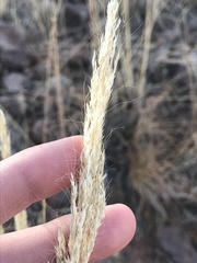 Muhlenbergia emersleyi