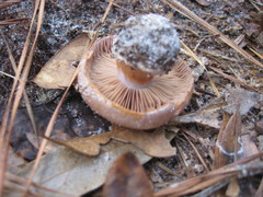 Cortinarius albidus