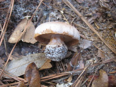 Cortinarius albidus