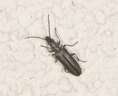 Ischnomera sublineata